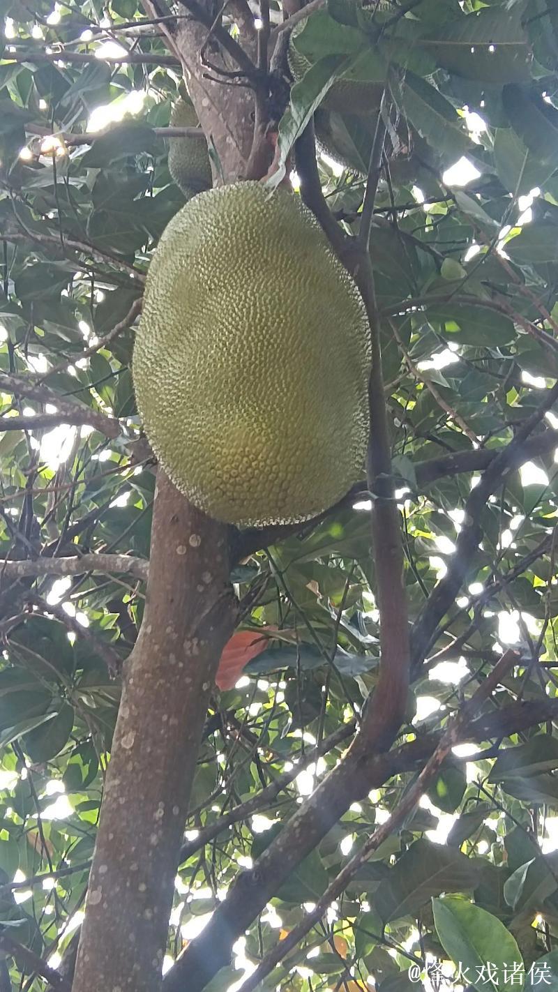 菠萝菠萝蜜高清视频在线播放平台 菠萝菠萝蜜高清视频在线播放平台