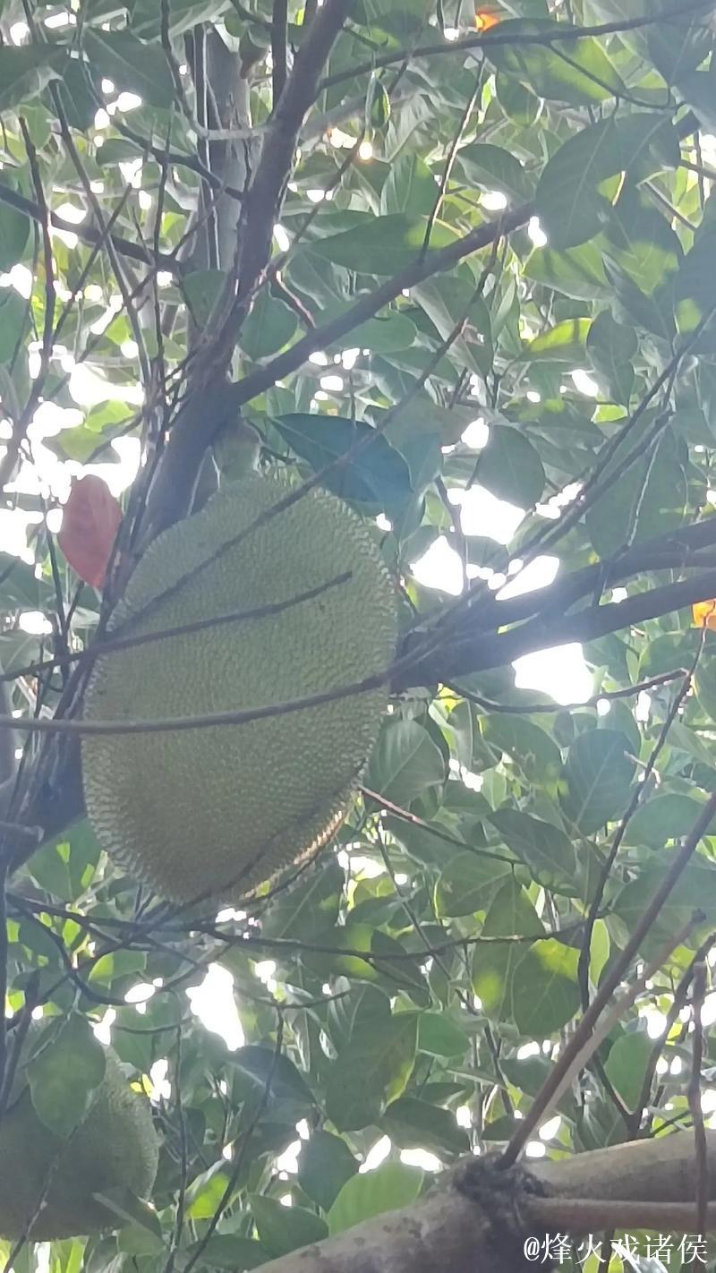 菠萝菠萝蜜高清视频在线播放平台 菠萝菠萝蜜高清视频在线播放平台
